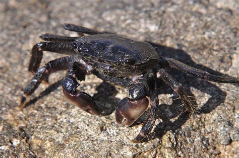 black crab review|what is black crab about.